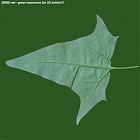 Filename=leaf_00511.jpg
Filesize=59KiB
Dimensions=640x640
Date added=Sep 14, 2006 leaf_00511.jpg