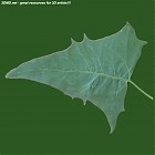 Filename=leaf_00520.jpg
Filesize=53KiB
Dimensions=640x640
Date added=Sep 14, 2006 leaf_00520.jpg