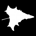 Filename=leaf_mask_00240.jpg
Filesize=25KiB
Dimensions=640x640
Date added=Sep 14, 2006 leaf_mask_00240.jpg