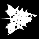 Filename=leaf_mask_00242.jpg
Filesize=37KiB
Dimensions=640x640
Date added=Sep 14, 2006 leaf_mask_00242.jpg