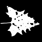 Filename=leaf_mask_00243.jpg
Filesize=37KiB
Dimensions=640x640
Date added=Sep 14, 2006 leaf_mask_00243.jpg