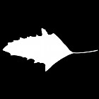 Filename=leaf_mask_00504.jpg
Filesize=21KiB
Dimensions=640x640
Date added=Sep 14, 2006 leaf_mask_00504.jpg