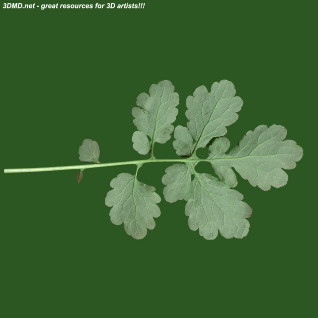 Free Celandine Leaf Texture  