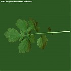 Filename=leaf_00245.jpg
Filesize=44KiB
Dimensions=640x640
Date added=Sep 14, 2006 leaf_00245.jpg