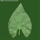 leaf_00224.jpg