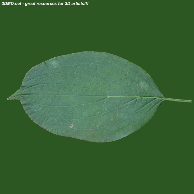Leaf        