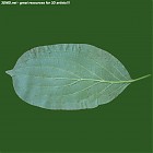 Filename=leaf_00494.jpg
Filesize=65KiB
Dimensions=640x640
Date added=Sep 14, 2006 leaf_00494.jpg