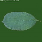 Filename=leaf_00495.jpg
Filesize=55KiB
Dimensions=640x640
Date added=Sep 14, 2006 leaf_00495.jpg