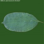 leaf_00495.jpg