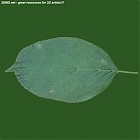 Filename=leaf_00514.jpg
Filesize=59KiB
Dimensions=640x640
Date added=Sep 14, 2006 leaf_00514.jpg