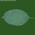 leaf_00514.jpg