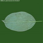Filename=leaf_00515.jpg
Filesize=64KiB
Dimensions=640x640
Date added=Sep 14, 2006 leaf_00515.jpg