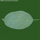 leaf_00515.jpg