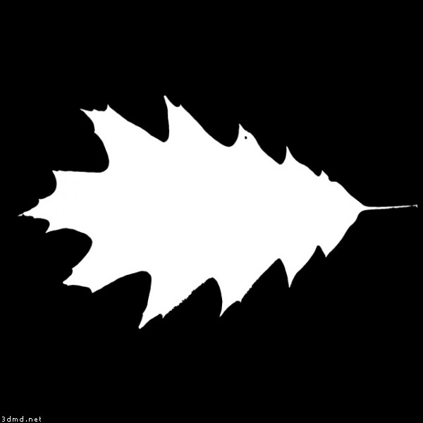 Oak Tree Leaf Textures Oak tree leaf texture alpha channel 04