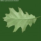Filename=leaf_00189.jpg
Filesize=57KiB
Dimensions=640x640
Date added=Sep 14, 2006 leaf_00189.jpg