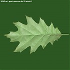 Filename=leaf_00191.jpg
Filesize=56KiB
Dimensions=640x640
Date added=Sep 14, 2006 leaf_00191.jpg