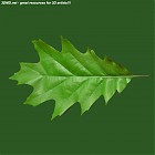 Filename=leaf_00192.jpg
Filesize=55KiB
Dimensions=640x640
Date added=Sep 14, 2006 leaf_00192.jpg
