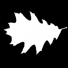 Filename=leaf_mask_00189.jpg
Filesize=28KiB
Dimensions=640x640
Date added=Sep 14, 2006 leaf_mask_00189.jpg