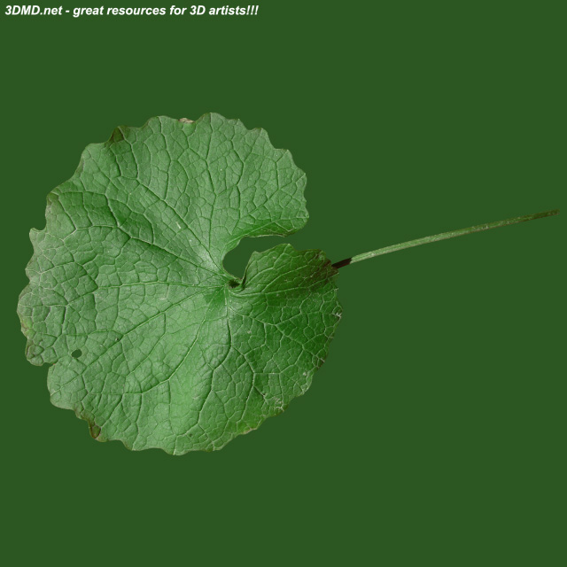 Leaf        
