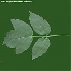 leaf_00016.jpg