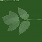 Filename=leaf_00017.jpg
Filesize=46KiB
Dimensions=640x640
Date added=Sep 14, 2006 leaf_00017.jpg