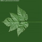 Filename=leaf_00042.jpg
Filesize=64KiB
Dimensions=640x640
Date added=Sep 14, 2006 leaf_00042.jpg