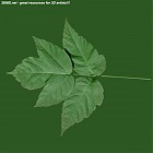 Filename=leaf_00043.jpg
Filesize=58KiB
Dimensions=640x640
Date added=Sep 14, 2006 leaf_00043.jpg