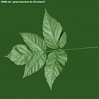 Filename=leaf_00044.jpg
Filesize=65KiB
Dimensions=640x640
Date added=Sep 14, 2006 leaf_00044.jpg