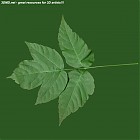 Filename=leaf_00045.jpg
Filesize=56KiB
Dimensions=640x640
Date added=Sep 14, 2006 leaf_00045.jpg
