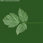 Filename=leaf_00046.jpg
Filesize=60KiB
Dimensions=640x640
Date added=Sep 14, 2006 leaf_00046.jpg