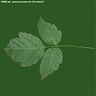Filename=leaf_00047.jpg
Filesize=57KiB
Dimensions=640x640
Date added=Sep 14, 2006 leaf_00047.jpg
