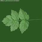 Filename=leaf_00048.jpg
Filesize=64KiB
Dimensions=640x640
Date added=Sep 14, 2006 leaf_00048.jpg