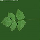 Filename=leaf_00049.jpg
Filesize=48KiB
Dimensions=640x640
Date added=Sep 14, 2006 leaf_00049.jpg
