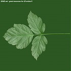 Filename=leaf_00050.jpg
Filesize=66KiB
Dimensions=640x640
Date added=Sep 14, 2006 leaf_00050.jpg