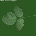 Filename=leaf_00051.jpg
Filesize=58KiB
Dimensions=640x640
Date added=Sep 14, 2006 leaf_00051.jpg
