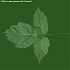 leaf_00052.jpg