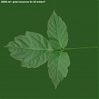 Filename=leaf_00052.jpg
Filesize=60KiB
Dimensions=640x640
Date added=Sep 14, 2006 leaf_00052.jpg