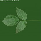 Filename=leaf_00054.jpg
Filesize=52KiB
Dimensions=640x640
Date added=Sep 14, 2006 leaf_00054.jpg