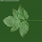 Filename=leaf_00055.jpg
Filesize=68KiB
Dimensions=640x640
Date added=Sep 14, 2006 leaf_00055.jpg