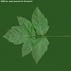 Filename=leaf_00056.jpg
Filesize=63KiB
Dimensions=640x640
Date added=Sep 14, 2006 leaf_00056.jpg