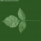 Filename=leaf_00057.jpg
Filesize=55KiB
Dimensions=640x640
Date added=Sep 14, 2006 leaf_00057.jpg