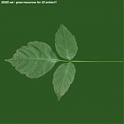Filename=leaf_00058.jpg
Filesize=48KiB
Dimensions=640x640
Date added=Sep 14, 2006 leaf_00058.jpg
