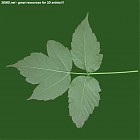 leaf_00120.jpg