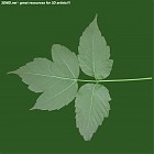 Filename=leaf_00120.jpg
Filesize=53KiB
Dimensions=640x640
Date added=Sep 14, 2006 leaf_00120.jpg