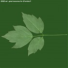 Filename=leaf_00264.jpg
Filesize=44KiB
Dimensions=640x640
Date added=Sep 14, 2006 leaf_00264.jpg