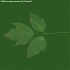 Filename=leaf_00265.jpg
Filesize=40KiB
Dimensions=640x640
Date added=Sep 14, 2006 leaf_00265.jpg