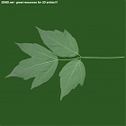 Filename=leaf_00292.jpg
Filesize=43KiB
Dimensions=640x640
Date added=Sep 14, 2006 leaf_00292.jpg