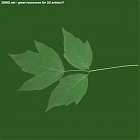 Filename=leaf_00293.jpg
Filesize=39KiB
Dimensions=640x640
Date added=Sep 14, 2006 leaf_00293.jpg