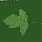 Filename=leaf_00366.jpg
Filesize=55KiB
Dimensions=640x640
Date added=Sep 14, 2006 leaf_00366.jpg