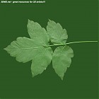 Filename=leaf_00460.jpg
Filesize=61KiB
Dimensions=640x640
Date added=Sep 14, 2006 leaf_00460.jpg